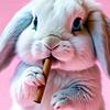 bluntdbunny