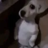 dudu.leatorio