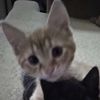 charlischarbor1218