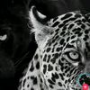 no_love_____01