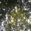 fansnanako_