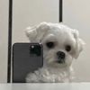 lb_puppy12