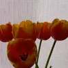 volond_17