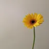 mihi_924
