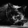 mf_blackcat