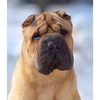 sharpei_leva