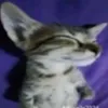 semixxsex