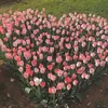 kf_3701