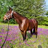 weagleequine