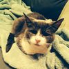 kitty_mcsnuggle