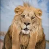 adam_00081