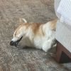 dos_shibe