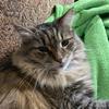 dinkthemainecooncat