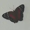nicolleoc1