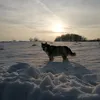 markdrone