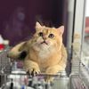 Anggun Chinta Cattery (BSH)
