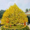 dienef.thanh
