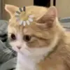 wibumeomeoo