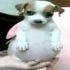 batata_2513