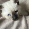 kamblys