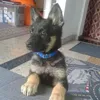 kam_281429