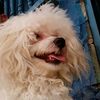 elperrito920