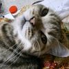 miabellacat