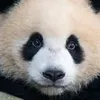 puggypanda10