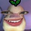 alpvcado