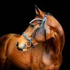 guilddressage