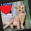 catlovercatlover15