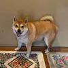 サンタ
