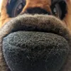 lappiedog