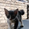 cejessy