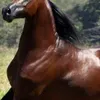 robertocaetano455