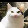 vaicalinhhon4