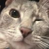 mokeyg