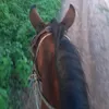 vtzinho01_original