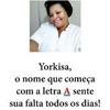 yorkisamonteiro