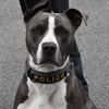 RESCUE_POLICEK9_ACE