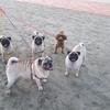 pugslafamille