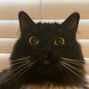 sunkistcat