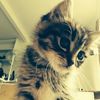 pelly44_