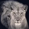 lioness1502