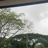 scarsyienft