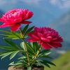 maili_gurung