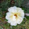 e.sess