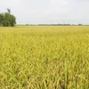 nguyenphap1980