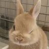 qxrikaxp