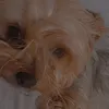 sisi._the_.dog